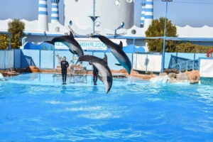 Hurghada: Dolphin World Show mit Walrossen und Abholung