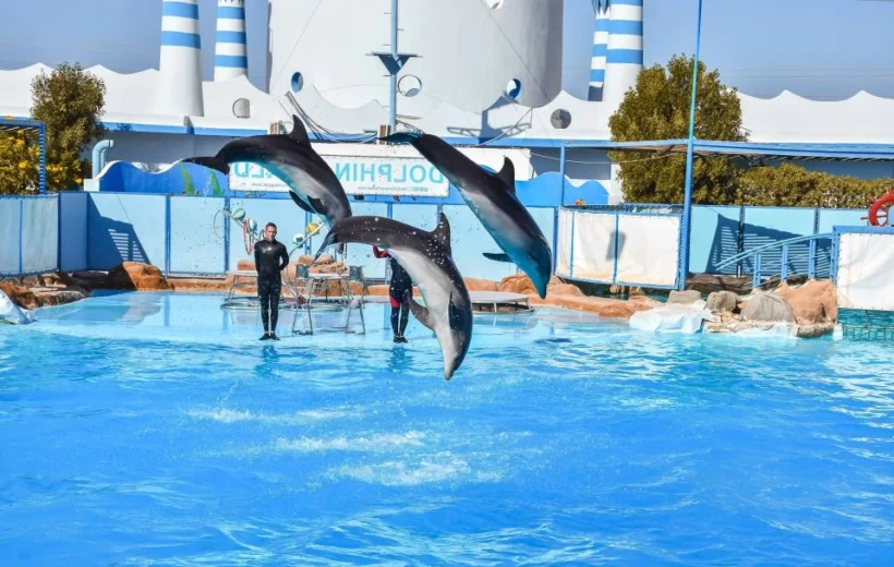 Hurghada: Dolphin World Show mit Walrossen und Abholung