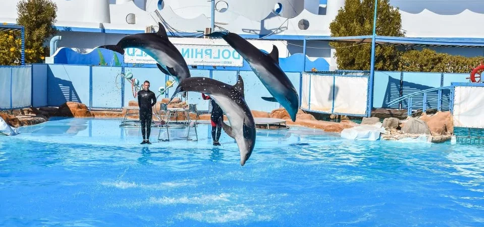 Hurghada: Dolphin World Show mit Walrossen und Abholung