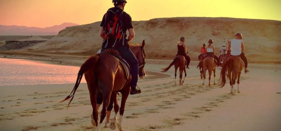 Hurghada: Sea and Desert Horseback Riding, Stargazing, Dinner, Show