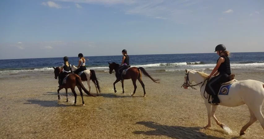 Sea and Desert Horseback Riding, Stargazing, Dinner, Show