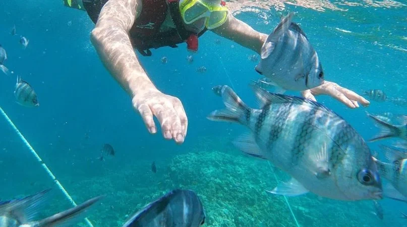 Schnorcheltour nach Eden Island, Mittagessen und Abholung