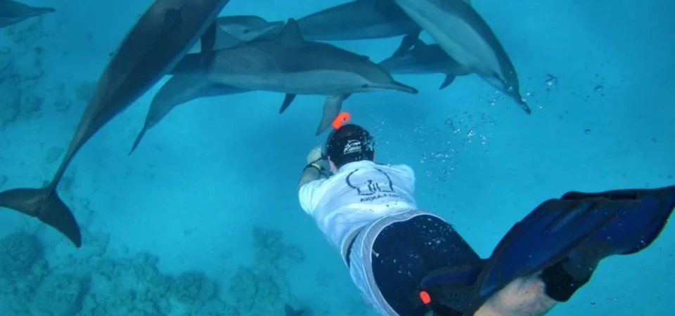 Delfinbeobachtung und Schnorcheln mit dem Schnellboot