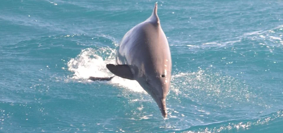 Delfinbeobachtung und Schnorcheln mit dem Schnellboot