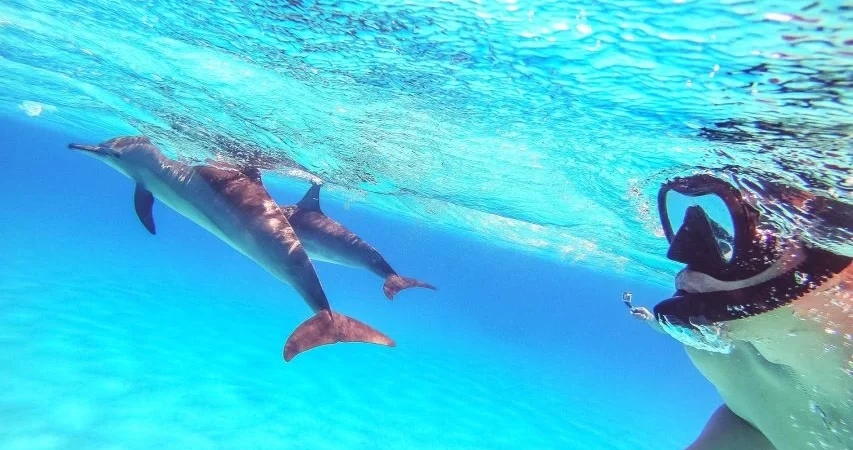 Delfinbeobachtung und Schnorcheln mit dem Schnellboot